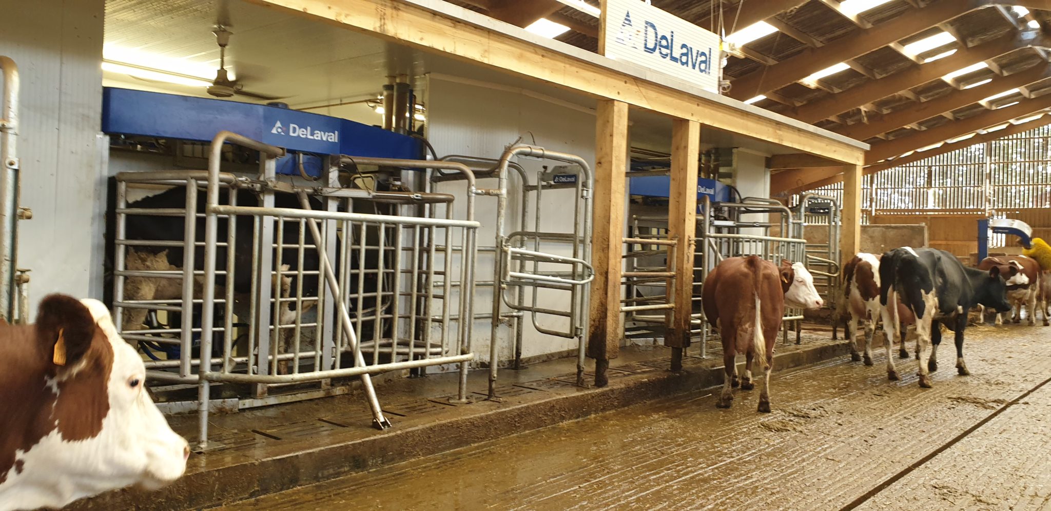 Installation dans un élevage : vaches et robot de traite VMS de DeLaval. 